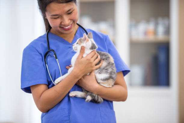 Doctor in a veterinarian office holding a cat.